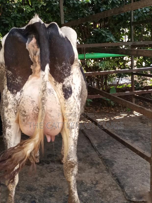 Dairy Cow Friesian Pedigrees - thumbnail 14