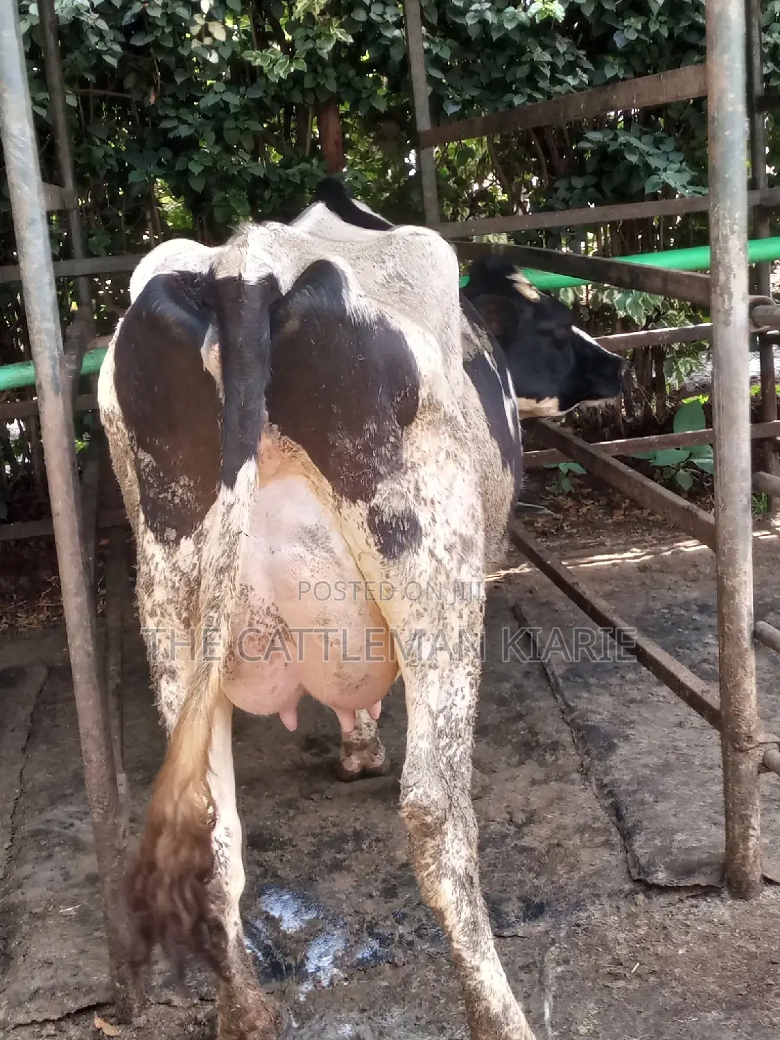 Dairy Cow Friesian Pedigrees