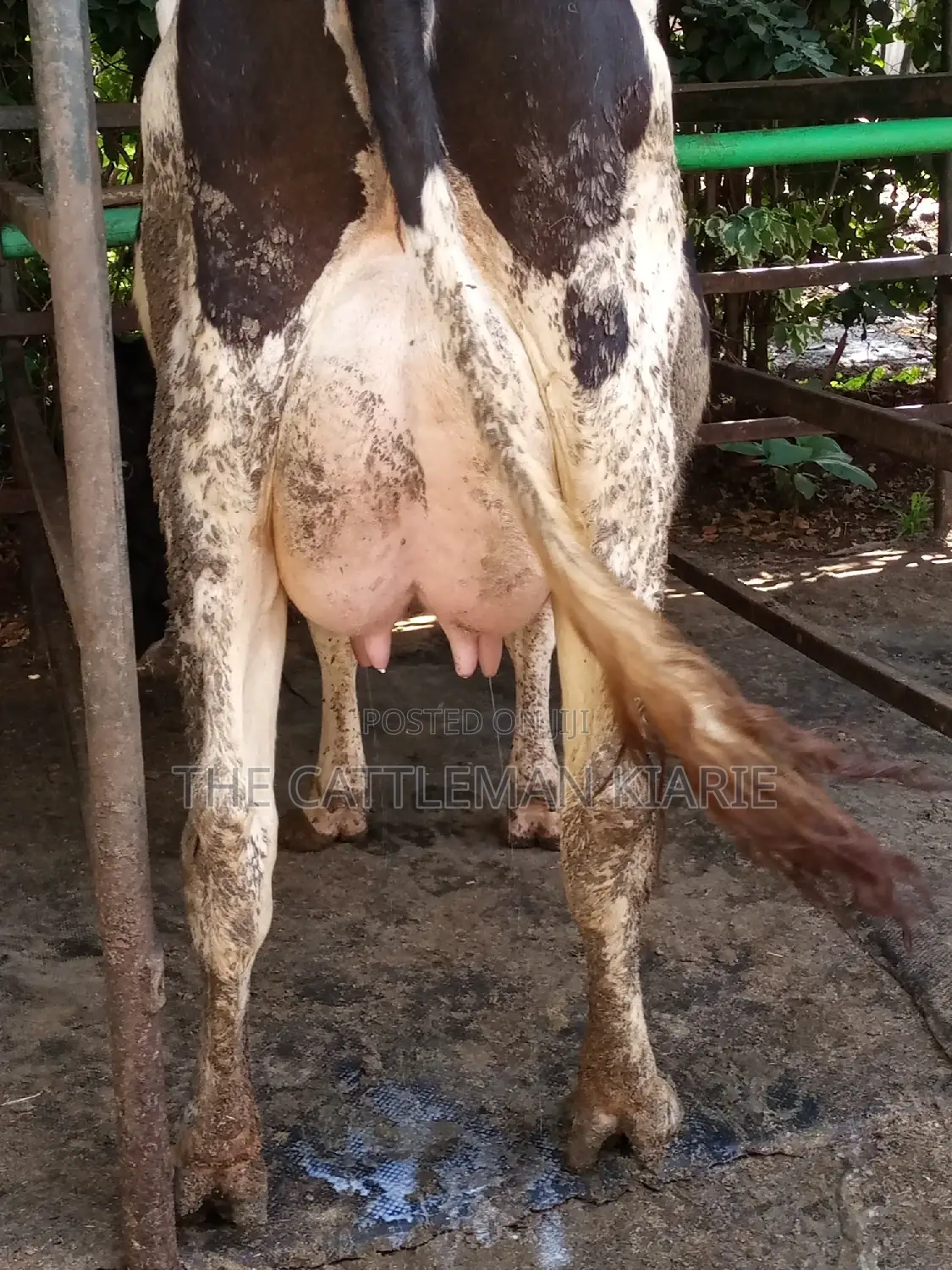 Dairy Cow Friesian Pedigrees