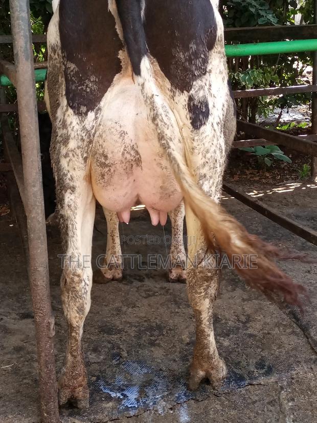 Dairy Cow Friesian Pedigrees - thumbnail 16