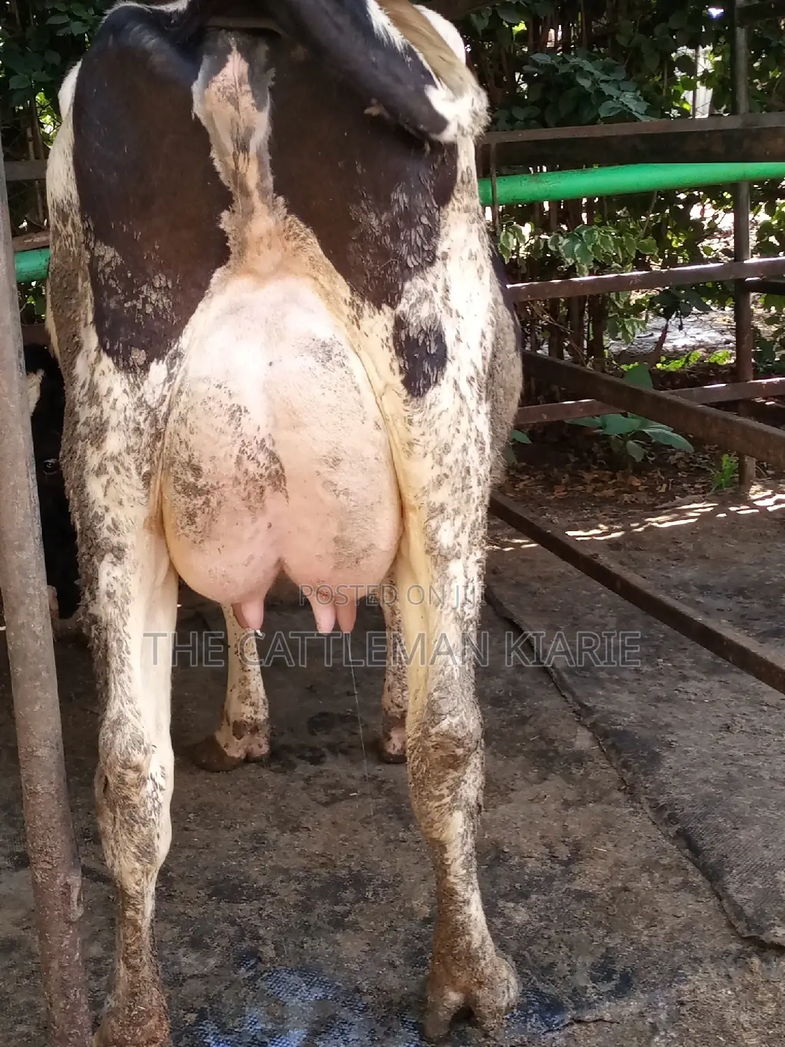 Dairy Cow Friesian Pedigrees