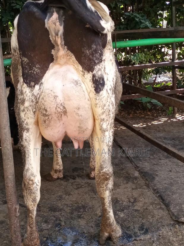 Dairy Cow Friesian Pedigrees - thumbnail 17