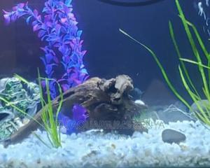 Aquarium Driftwood Available - thumbnail 2