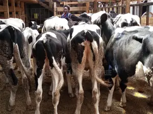 Pedigree Friesian and Holstein Bullying Heifers