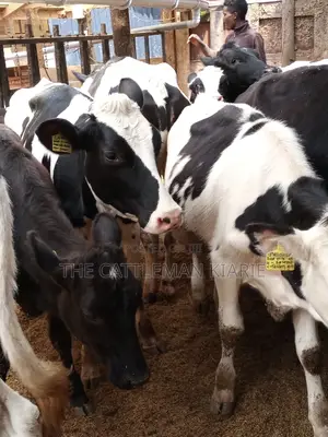Pedigree Friesian and Holstein Bullying Heifers