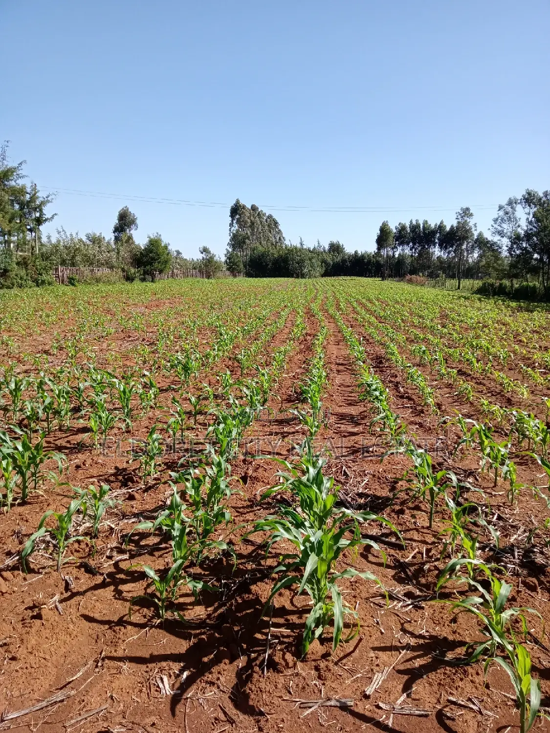 4.5 Acres Soy B With Title