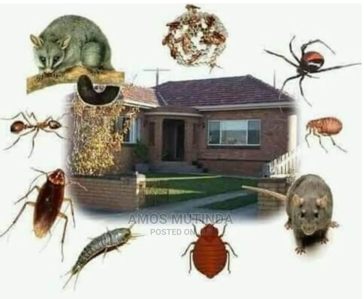 Coast Pest Control and Fumigation