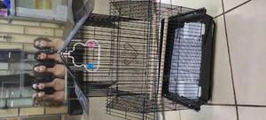 Bird Cage for Small Parrots - thumbnail 2