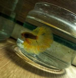 Premium Betta Fish - thumbnail 2
