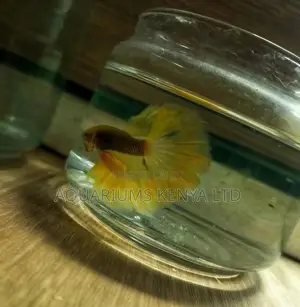 Premium Betta Fish
