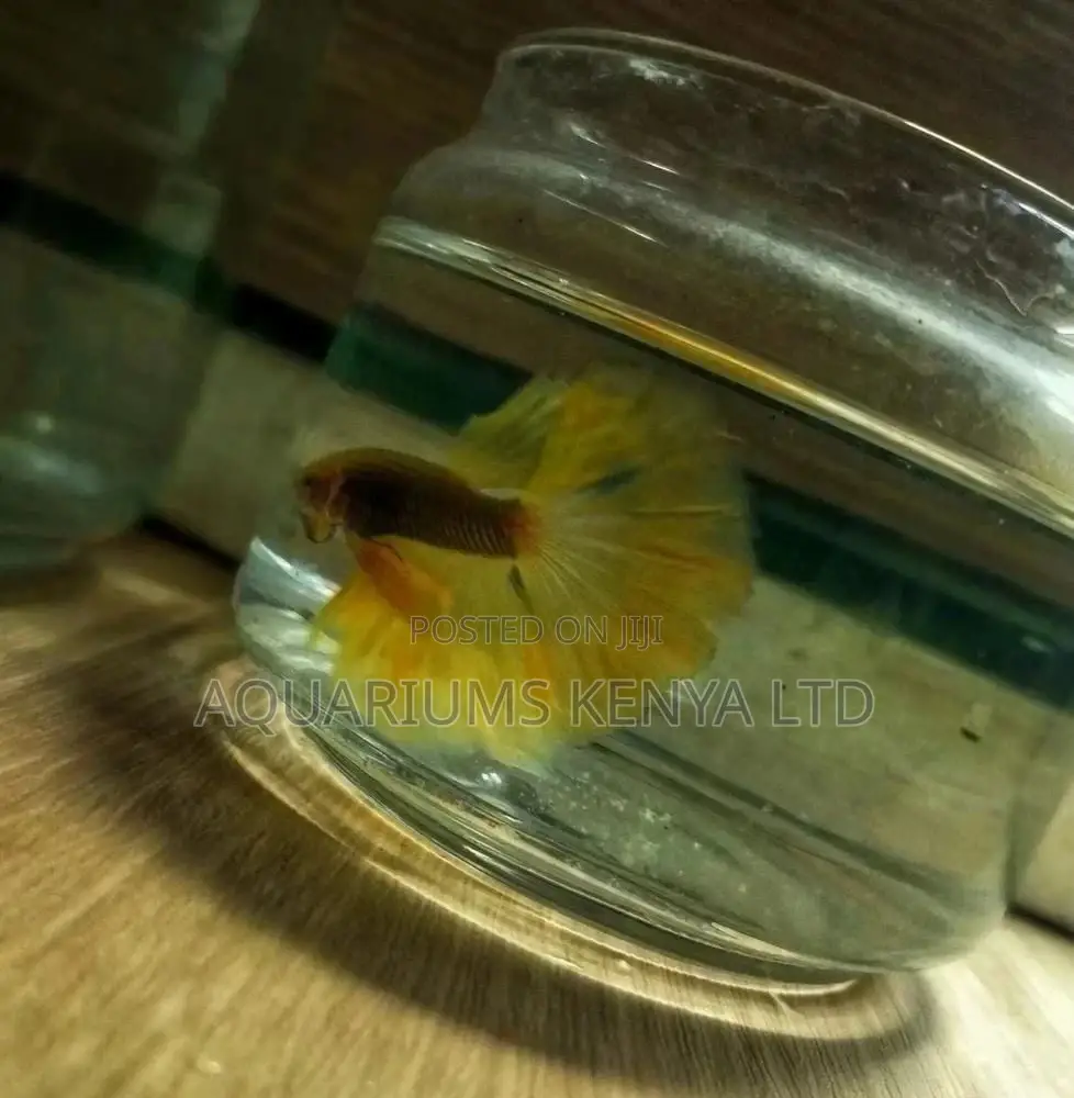 Premium Betta Fish