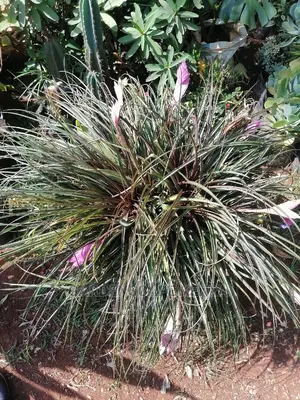 Giant Air Plant