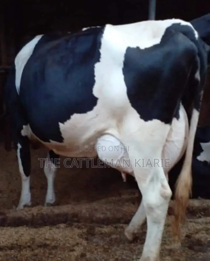Milking Dairy Cows