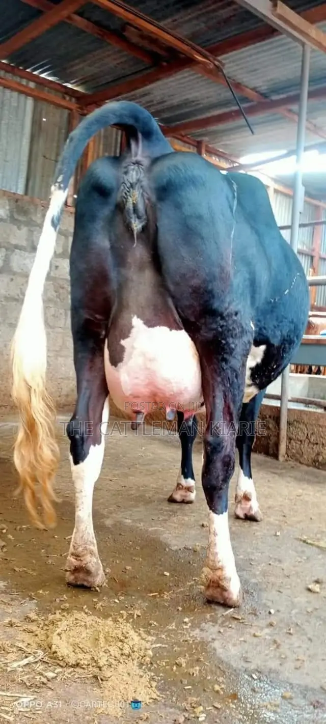 Milking Dairy Cows