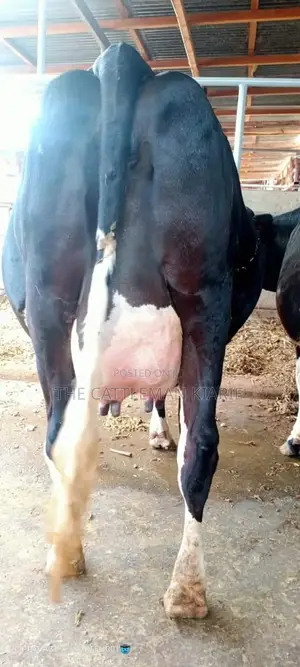 Milking Dairy Cows