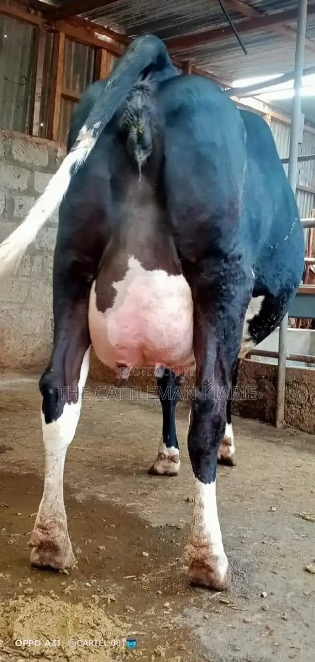 Milking Dairy Cows
