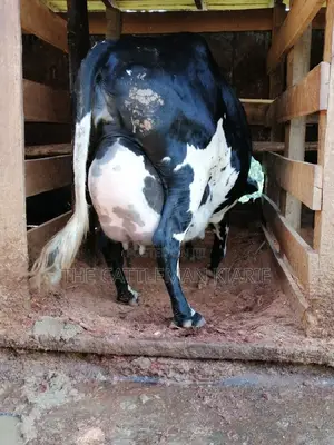 Milking Dairy Cows