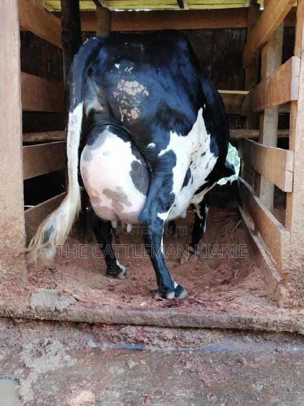 Milking Dairy Cows - main view