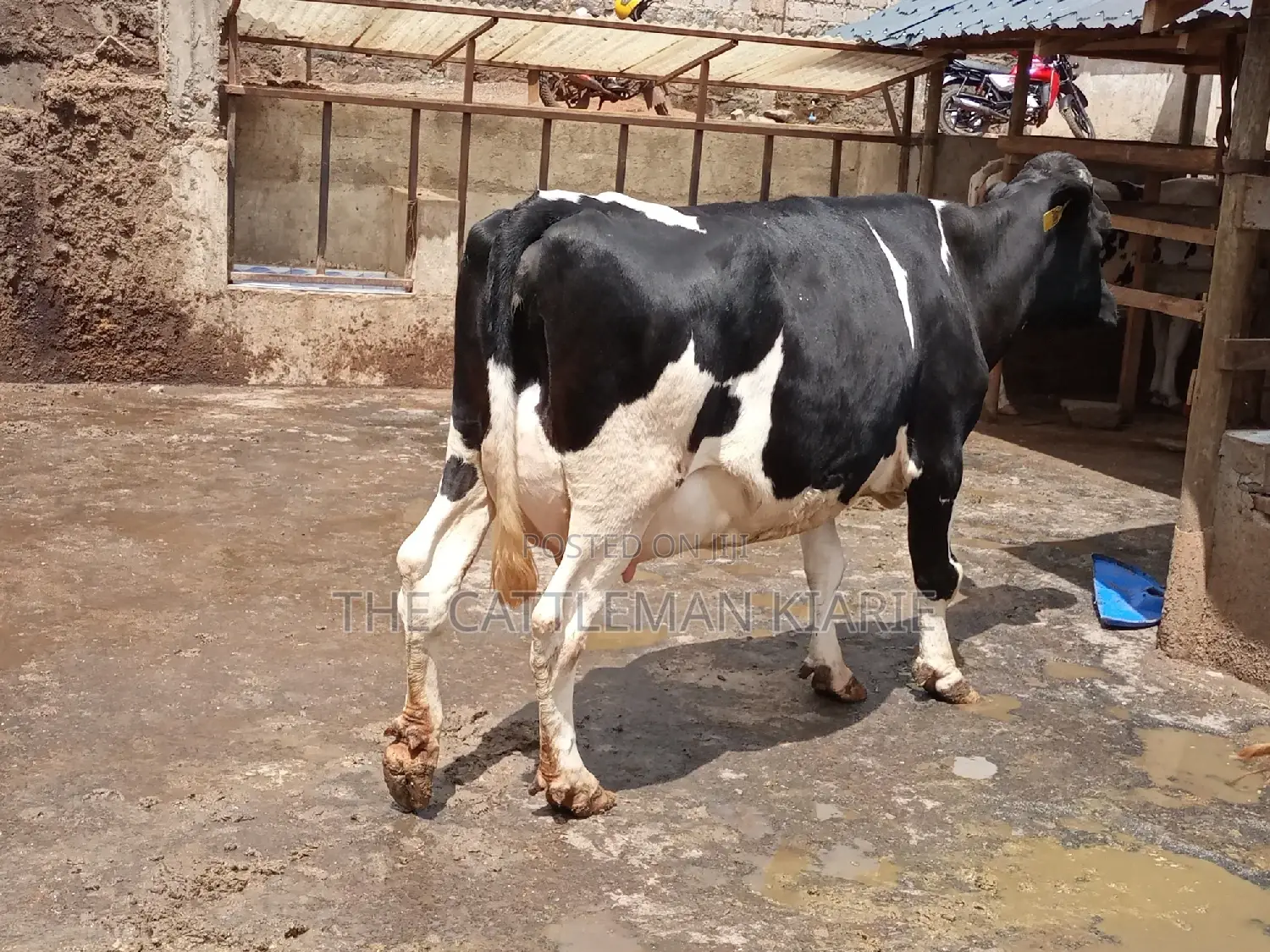 Milking Dairy Cows