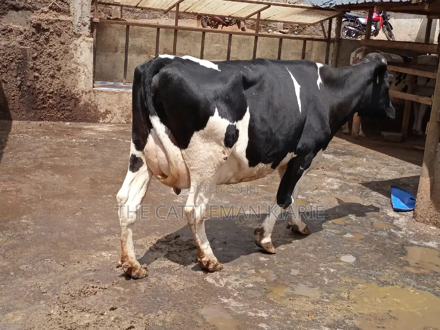 Milking Dairy Cows