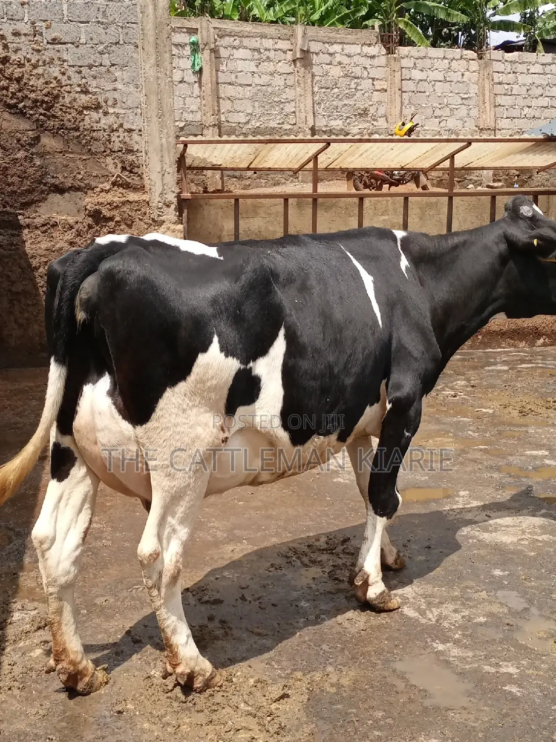 Milking Dairy Cows