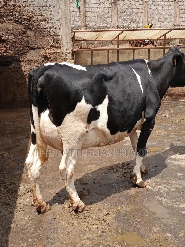 Milking Dairy Cows - thumbnail 10