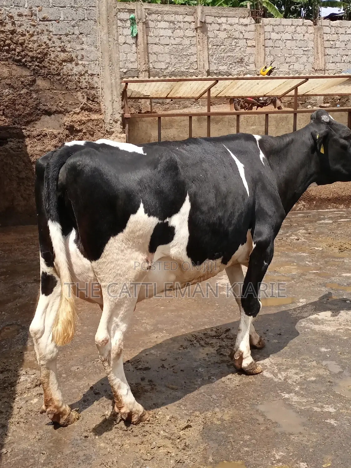 Milking Dairy Cows