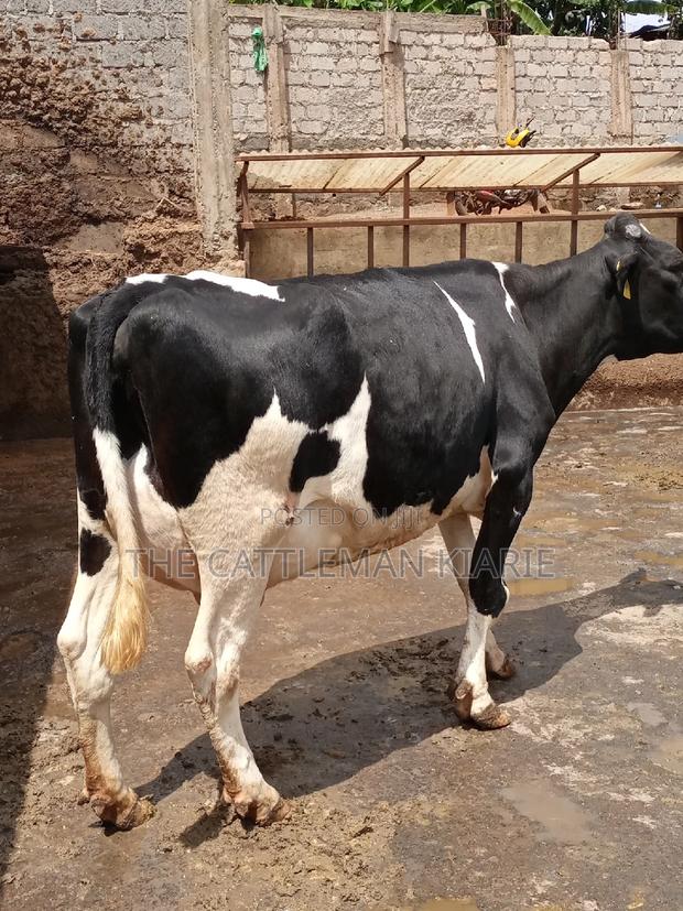 Milking Dairy Cows - thumbnail 11