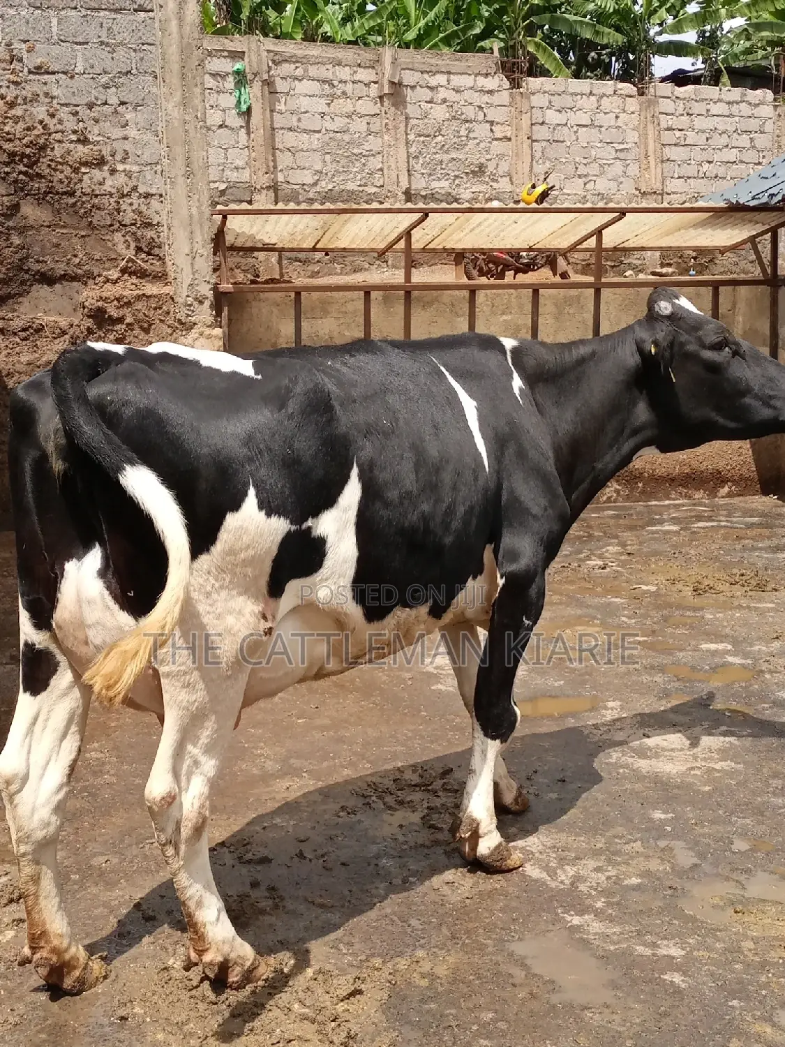 Milking Dairy Cows