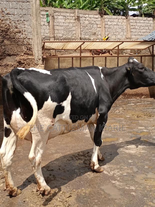 Milking Dairy Cows - thumbnail 12