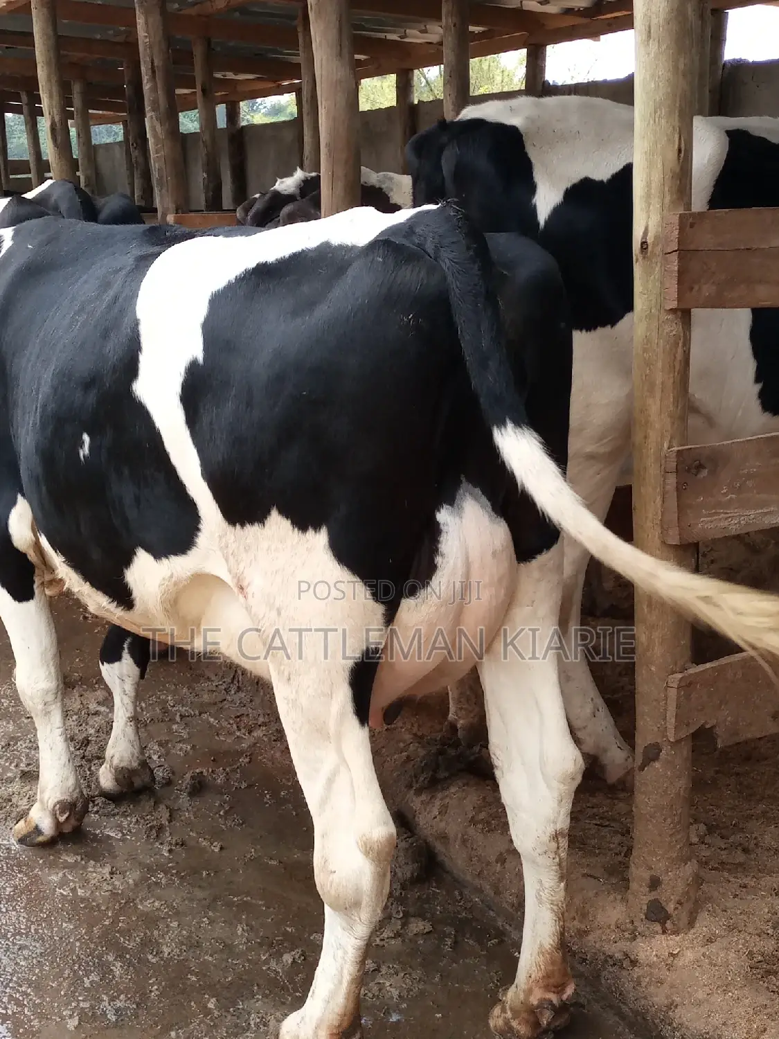 Milking Dairy Cows