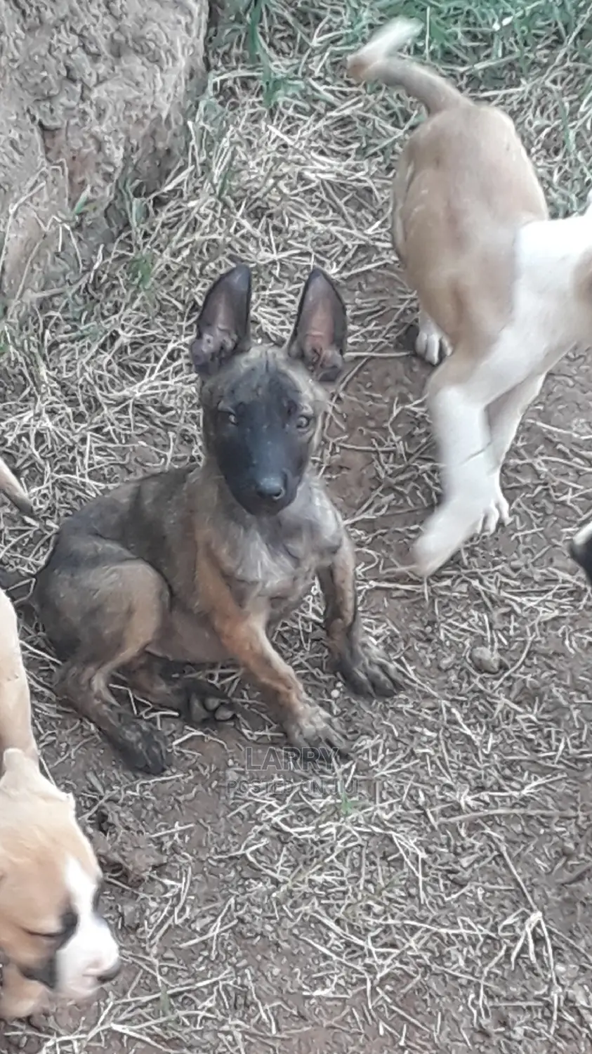 1-3 Month Female Purebred Dutch Shepherd