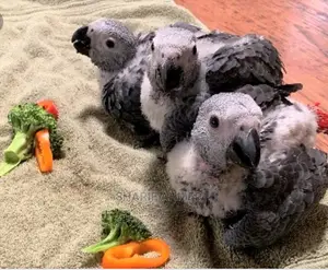 African Chicks Baby Parrot's Are Available