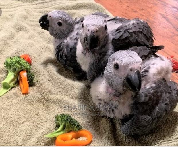 African Chicks Baby Parrot's Are Available