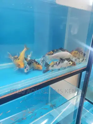 Koi Fish - Bright Colours