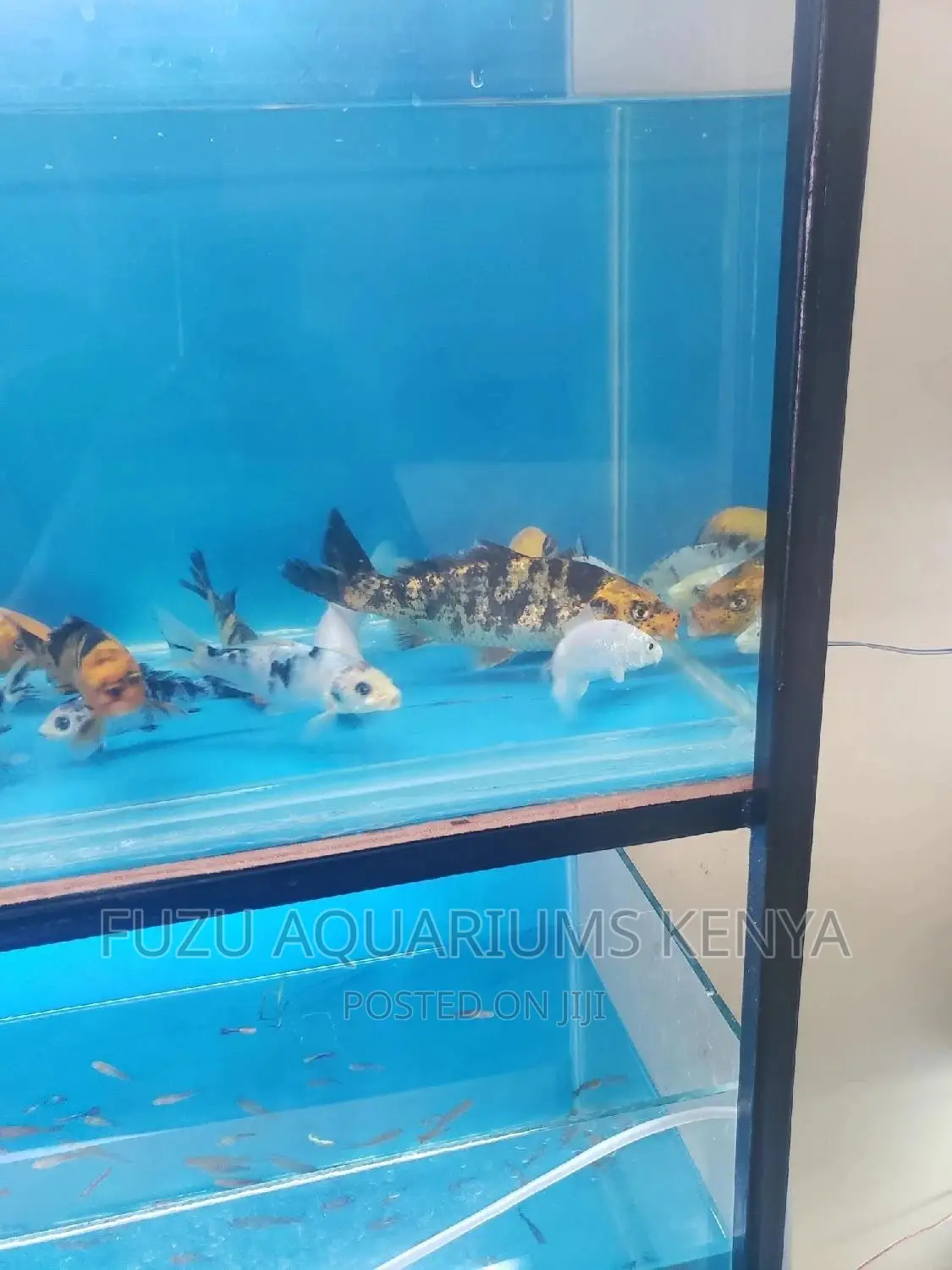 Koi Fish - Bright Colours