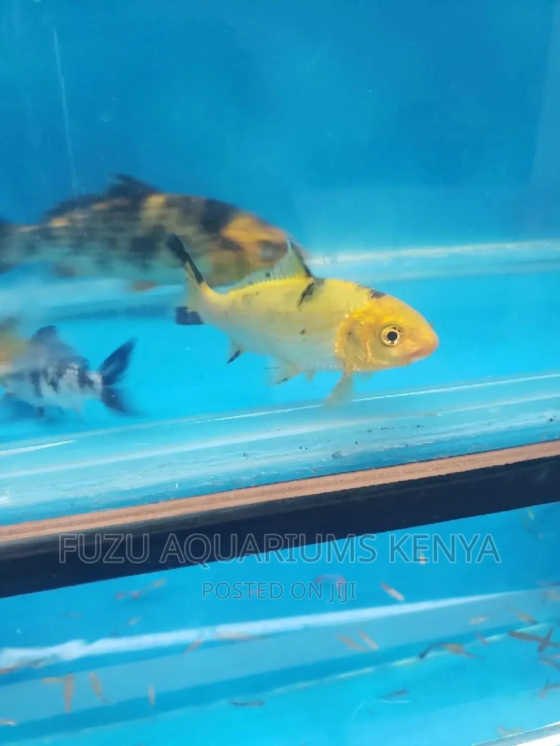Koi Fish - Bright Colours