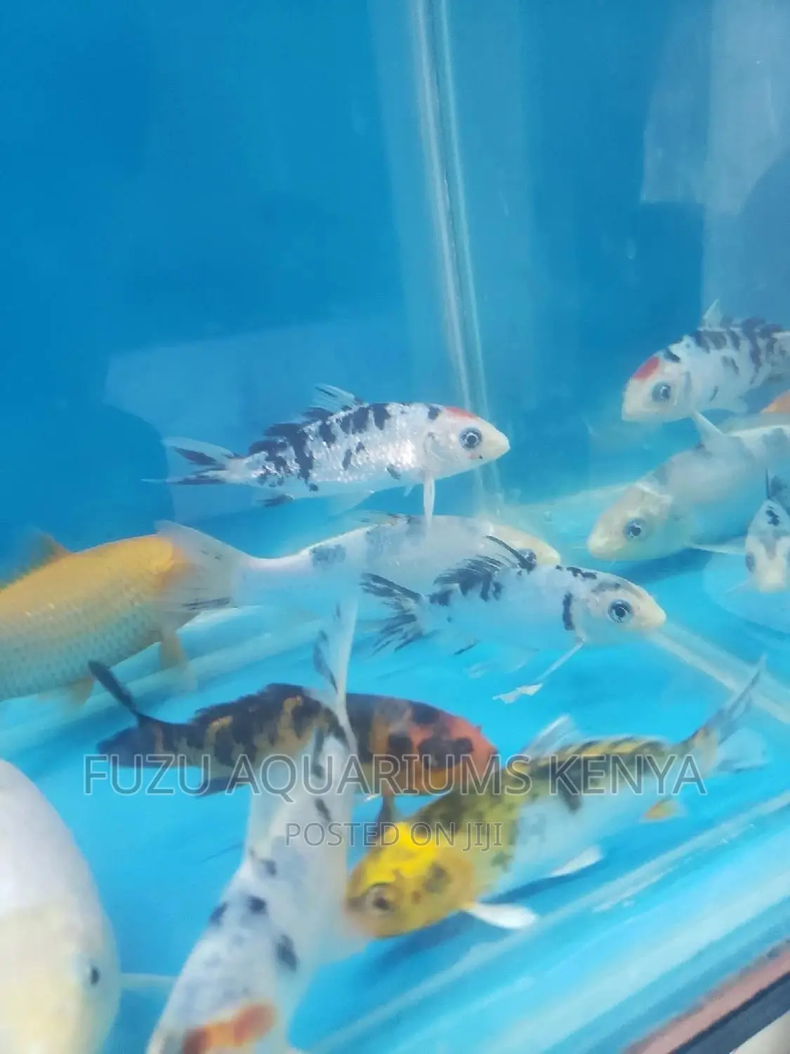 Koi Fish - Bright Colours