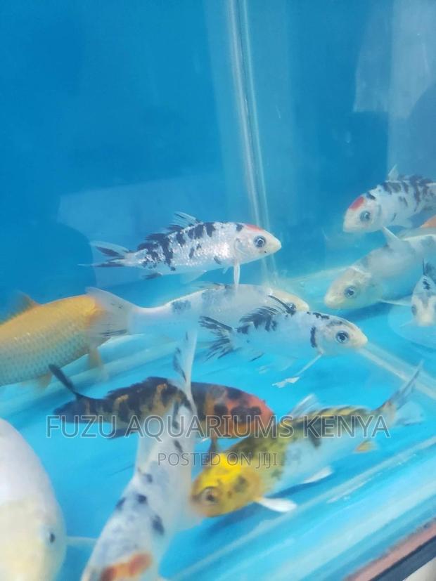 Koi Fish - Bright Colours - thumbnail 5