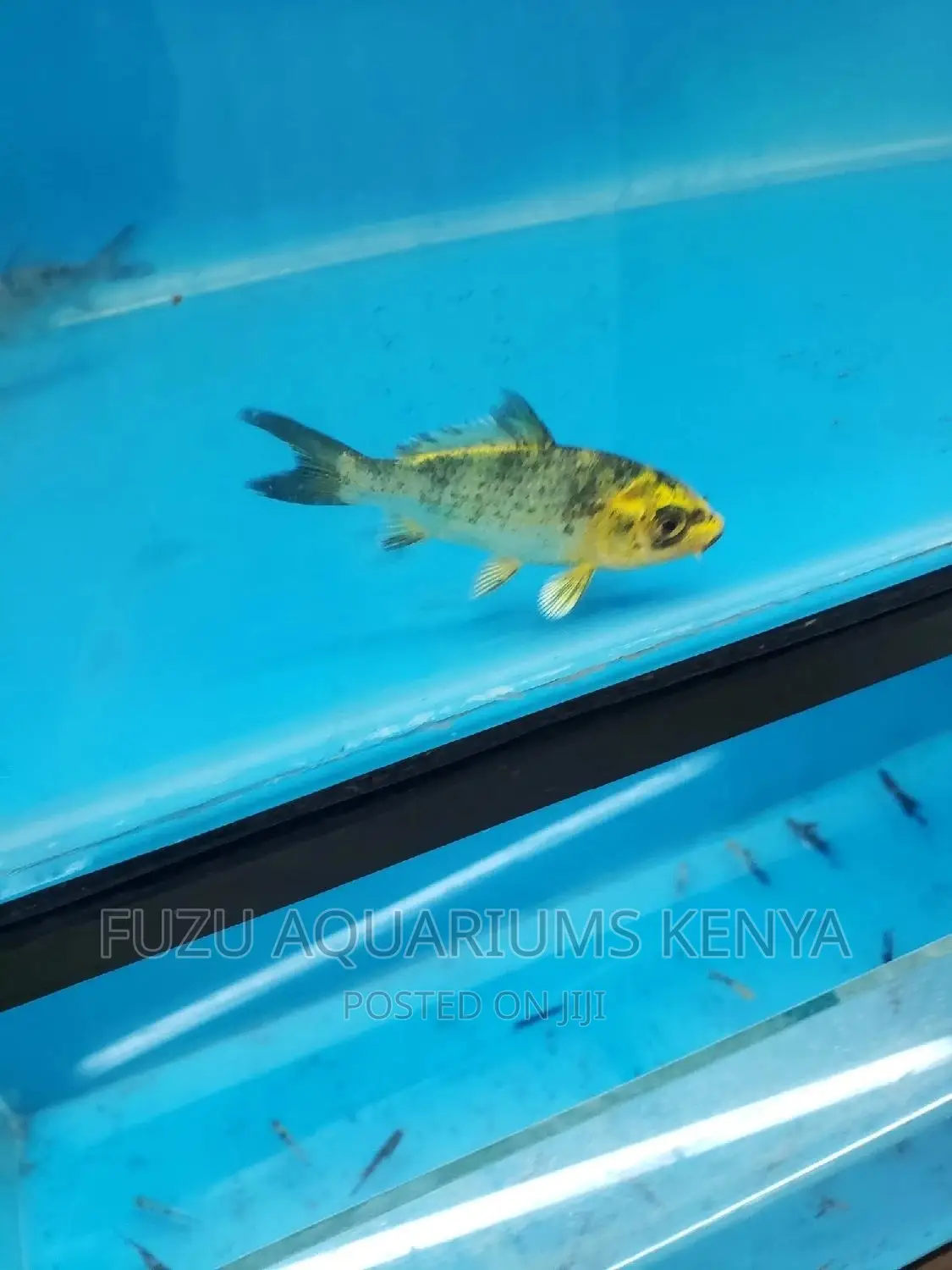 Koi Fish - Bright Colours