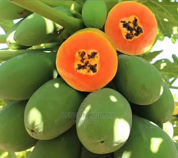 Dwarf Hybrid Pawpaw Seedlings in Utawala - Feeds, Supplements & Seeds, Benson Ndumia | Jiji.co.ke