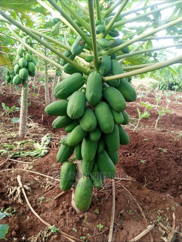 Dwarf Hybrid Pawpaw Seedlings - thumbnail 5
