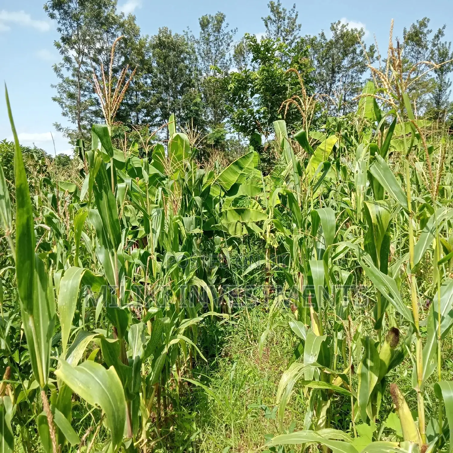 5 Acres of Land on Sale at Maragua
