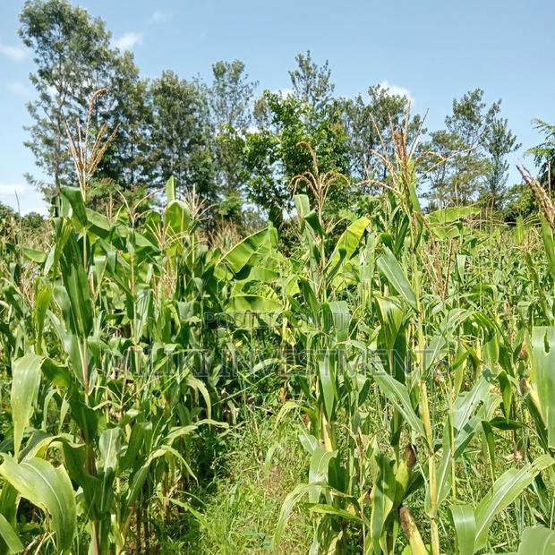 5 Acres of Land on Sale at Maragua - thumbnail 3