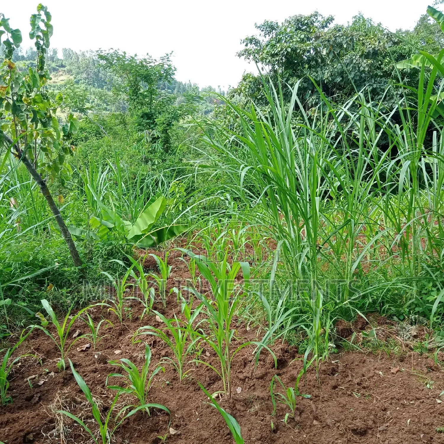 5 Acres of Land on Sale at Maragua