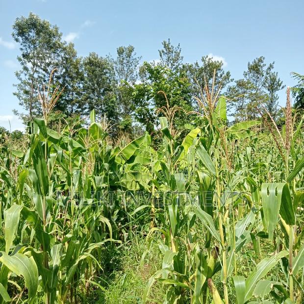 5 Acres of Land on Sale at Maragua - thumbnail 5