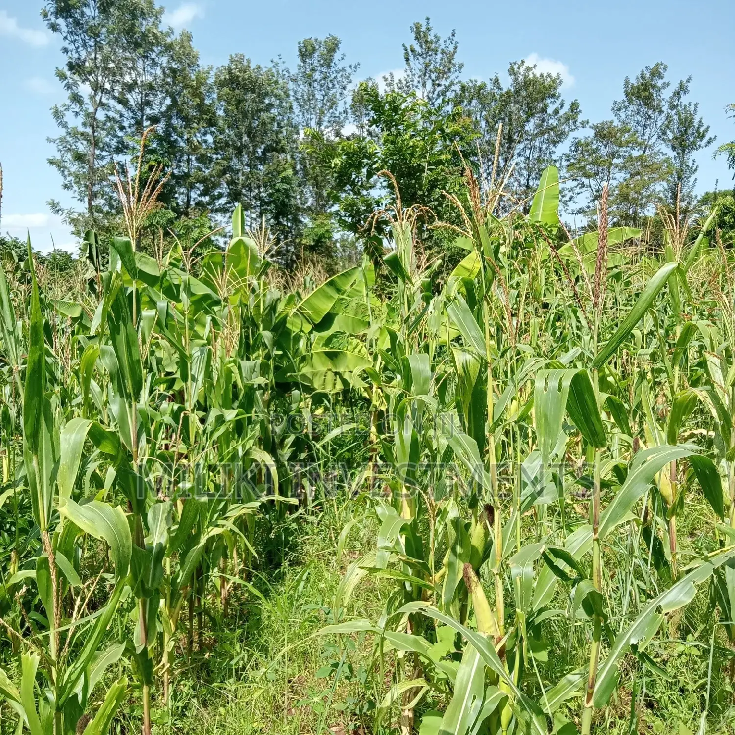 5 Acres of Land on Sale at Maragua