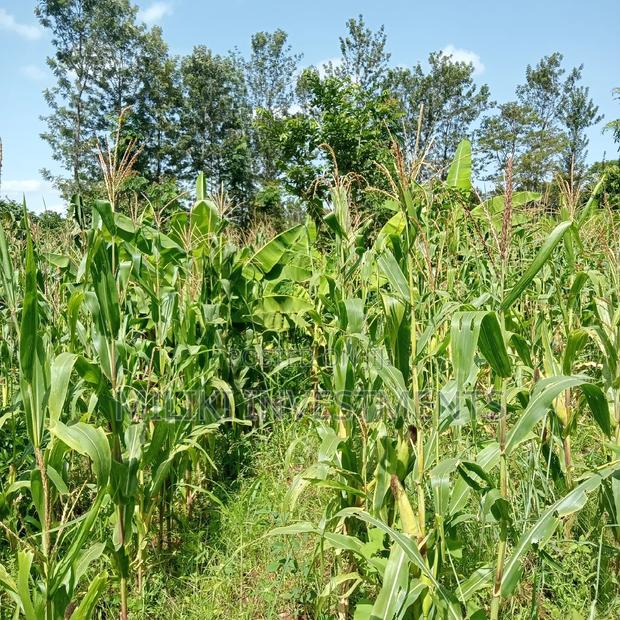 5 Acres of Land on Sale at Maragua - thumbnail 6