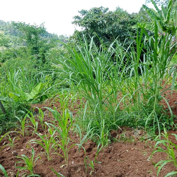 5 Acres of Land on Sale at Maragua - thumbnail 7