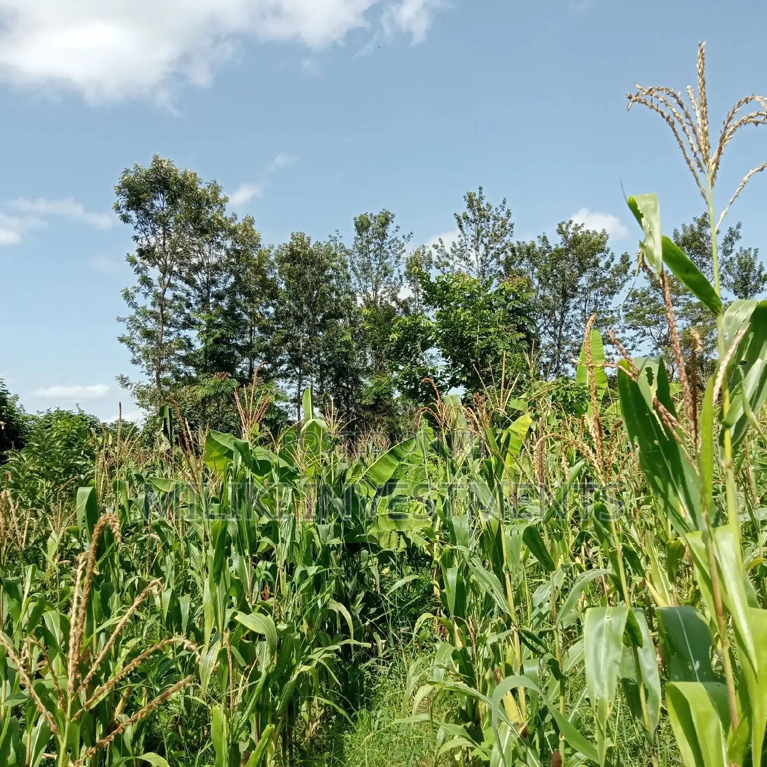 5 Acres of Land on Sale at Maragua